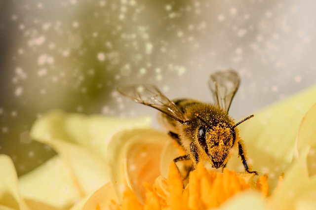včela o pylu