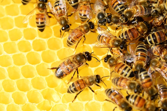 včely medonosné